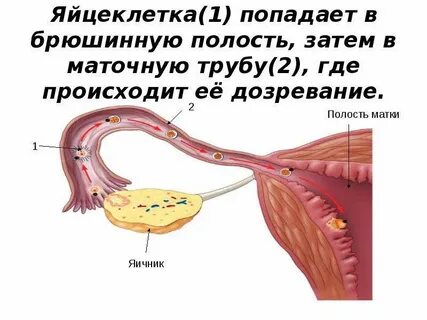 Курение яйцеклетка