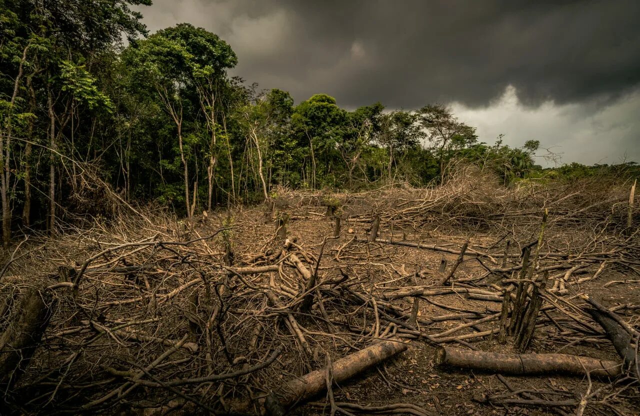 Destroy wildlife. Обезлесение Бразилии. Обезлесение Мексики. Обезлесение в Индии. Forest deforestation.