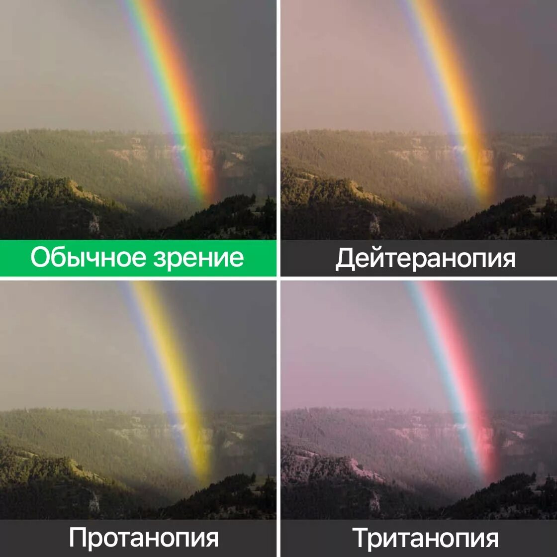 Почему в сумерках мы не различаем цвета
