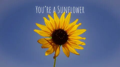 Sunflower post