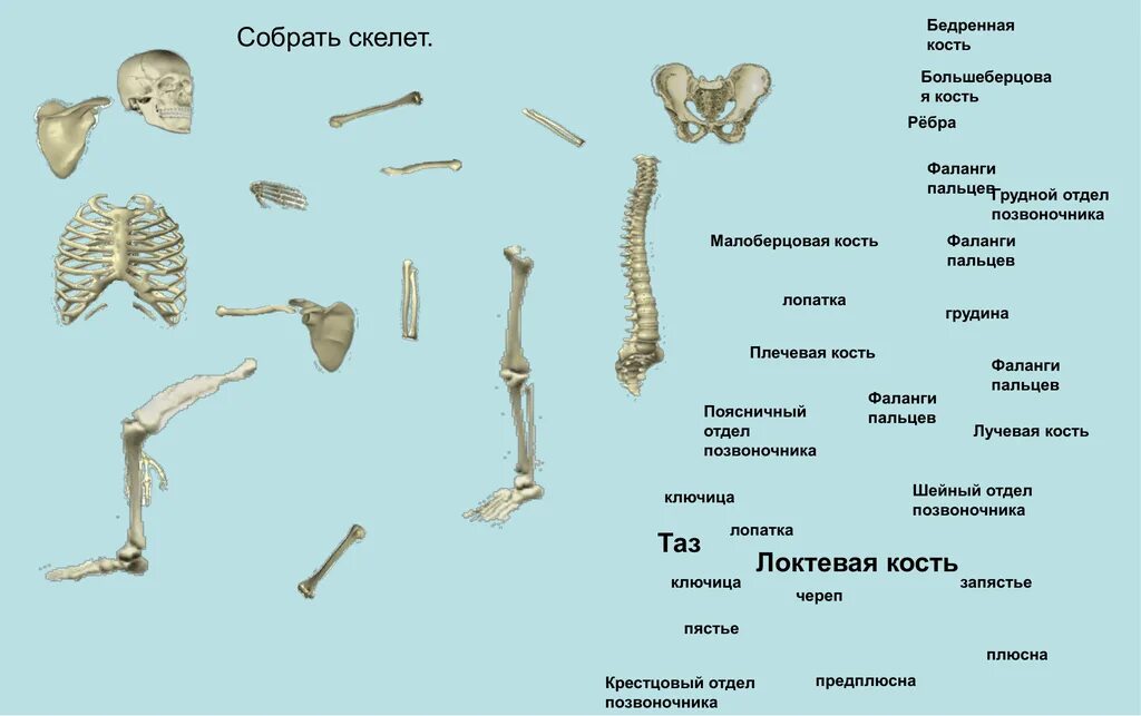 Фаланги пальца тип соединения. К плоским костям скелета относятся. Фаланги пальцев отдел скелета. Кости позвоночника плоские. Механизм образования кости.