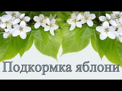Подкормка яблонь