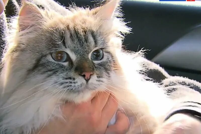 The World’s Angriest Cat Who Has Been In Shelter For Over 1 Year Now, And Her Fa
