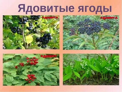 Плоды какого растения нельзя назвать ягодами