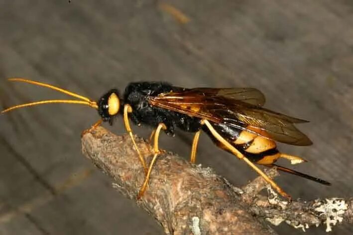 Большой наездник. Рогохвост Urocerus Gigas. Рогохвост гигант – Urocerus Gigas. Шершень рогохвост. Личинка рогохвоста.