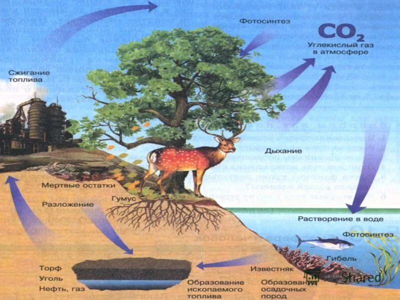 живые организмы в биосфере. живые организмы обитающие в биосфере. биосфера функции живого вещества в биосфере. живое вещество биосферы представлено. живые существа в биосфере.