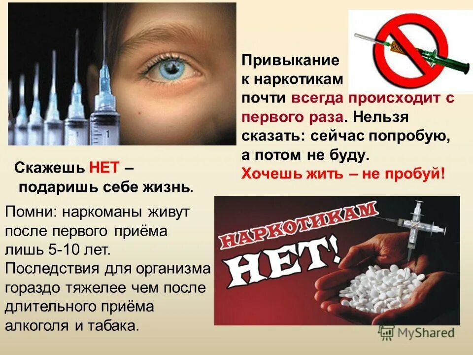 Пробуй сейчас. Пробуй сейчас. Тюлень прикол. Против наркотиков. Пробуй сейчас.