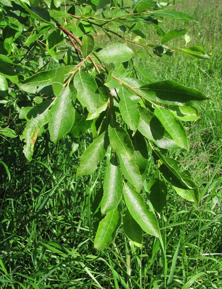 Бредина 6 букв. Salix caprea. Ива бредина (Salix caprea). Salix caprea листья. Бредина дерево.