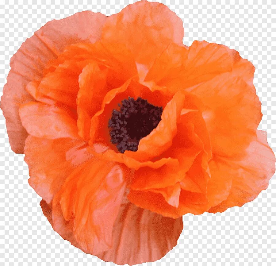 Poppies png. Оранжевые маки. Мак на прозрачном фоне. Мак на белом фоне. Мак искусственный оранжевый.