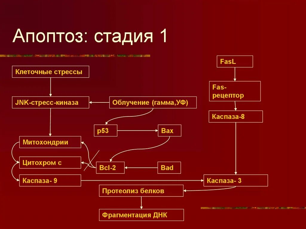 Апоптоз стадии кратко. Механизм развития апоптоза. Апоптоз стадии. Апоптоз стадии. Механизм развития апоптоза.