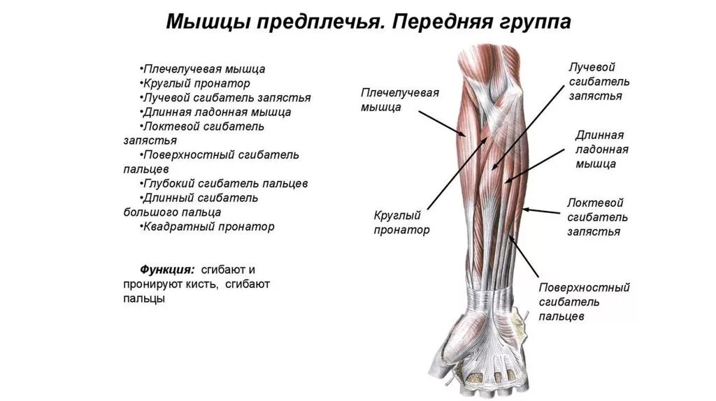 Функции мышц предплечья. Круглый пронатор мышца предплечья. глубокие мышцы предплечья передняя группа. локтевой сгибатель запястья мышца. задняя группа мышц предплечья таблица.
