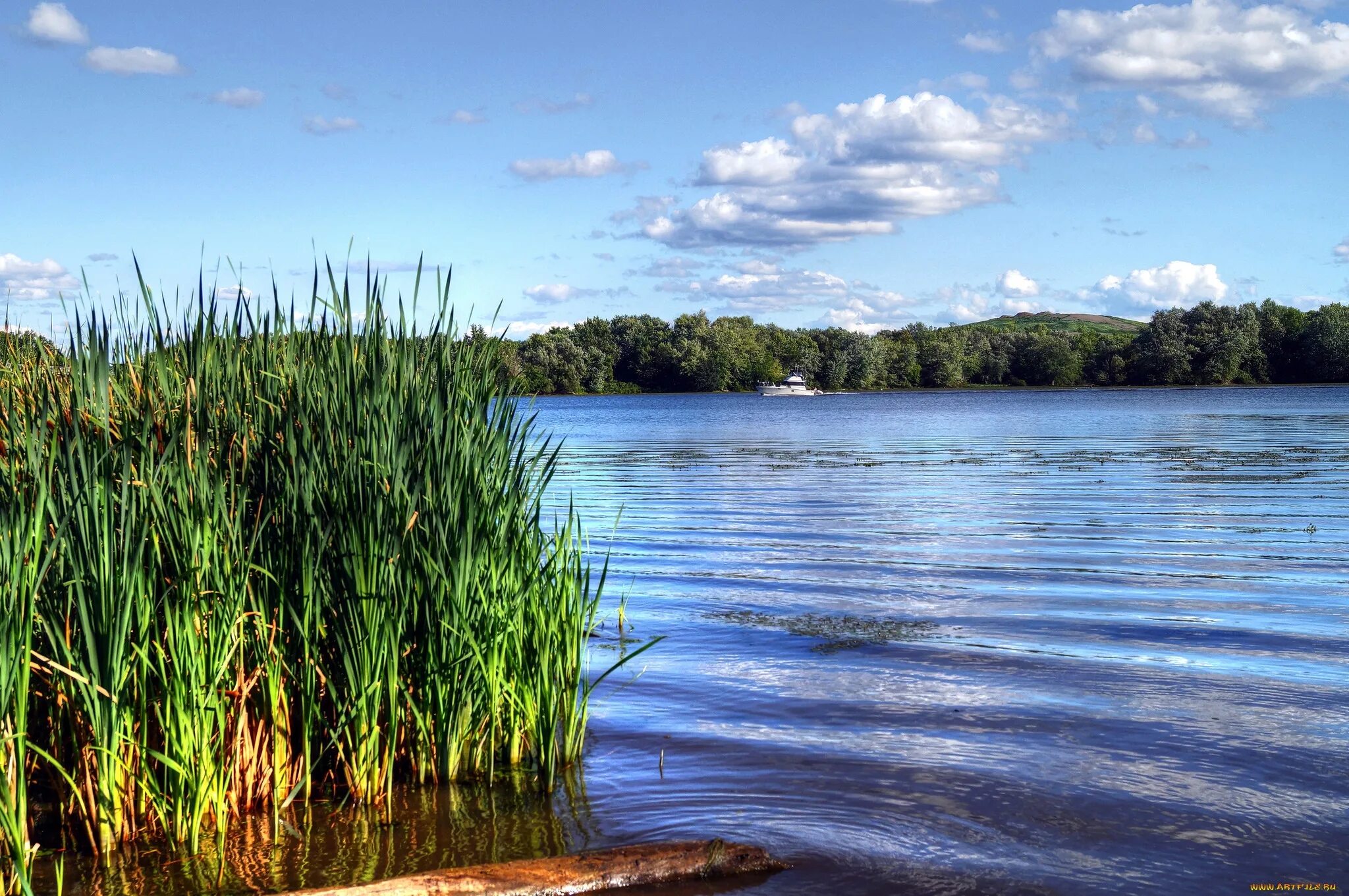 Берег реки кубань камыши. Озеро заросло осокой посреди плавала утка. Небольшое озерко заросло осокой посреди плавала дикая утка у неё было. Камыши хвощи пенза. Прочитайте озерко заросло осокой посреди плавала утка.