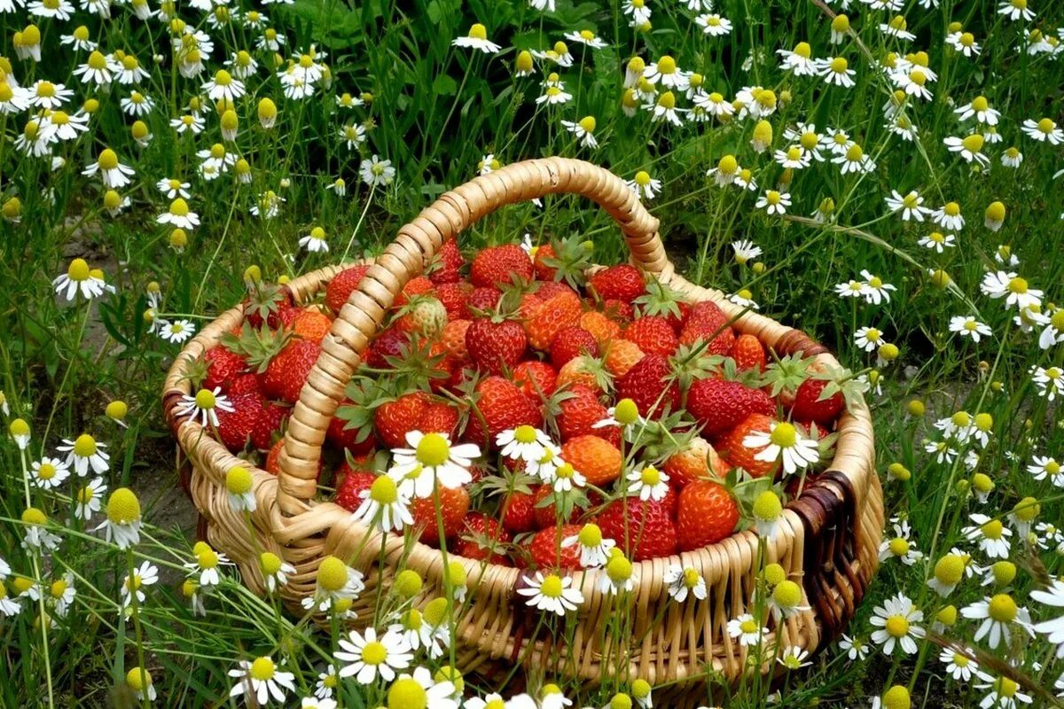 Лето ягоды цветы. Корзинка с ягодами. Корзина с ягодами и цветами. Лето корзинка с ягодами. Что сделать в конце лета