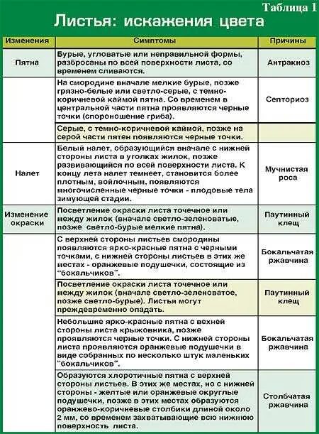 Можно обработать смородину медным купоросом весной. Схема обработки смородины от болезней. Обработка смородины таблица. Препараты для обработки смородины от вредителей и болезней. Календарь обработки смородины от вредителей и болезней.