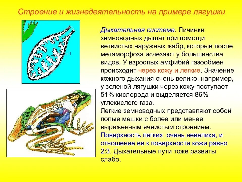 Земноводное у которого раньше всех заканчивается метаморфоз. Строение дыхательной системы лягушки. Система дыхания лягушки анатомия. Земноводные строение дыхательной системы. Дыхательная строение земноводных.