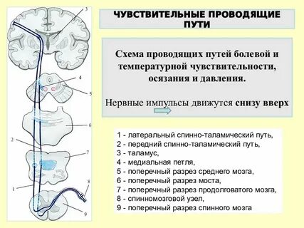 Последний нейрон двигательного проводящего пути расположен в