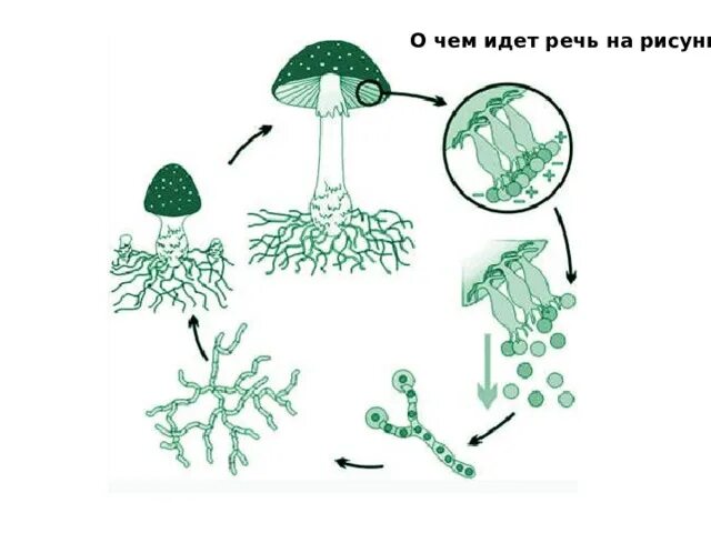 Образование спор - бесполое размножение грибов.. Бесполое размножение гриба. Размножение грибов спорами схема. Размножение грибов мицелием. Спорообразование и вегетативное размножение