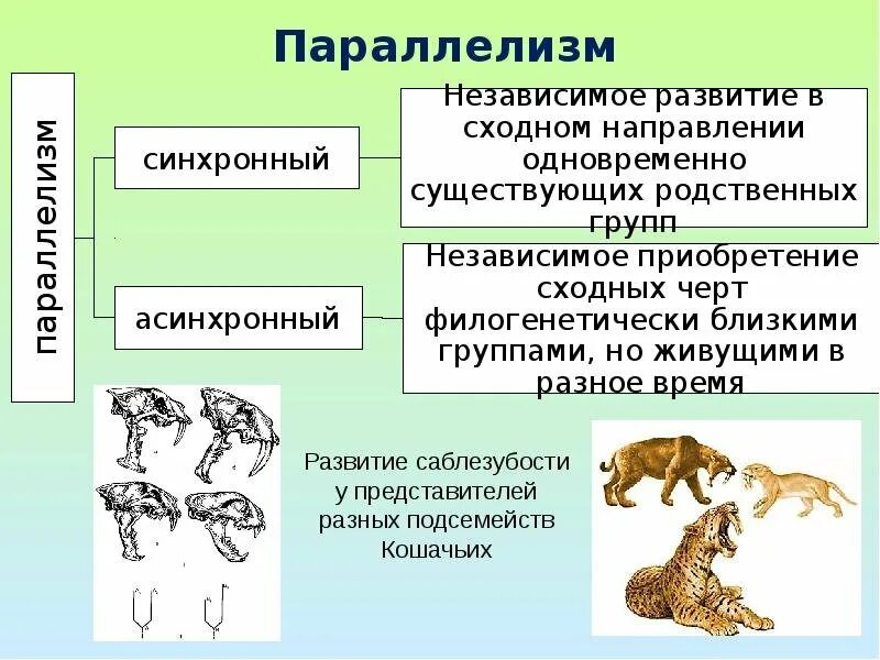 Независимое развитие сходных признаков в эволюции. Параллелизм в эволюции. признаки параллелизма. параллелизм примеры. параллелизм примеры биология.