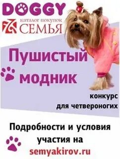 Пушистый модник вологда возрождения