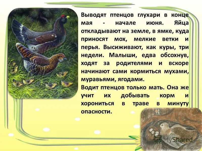 Птенцы весной. Клест выводит птенцов зимой. Глухарь откладывает яйца. Гнездо клеста зимой. Вывод птенцов.