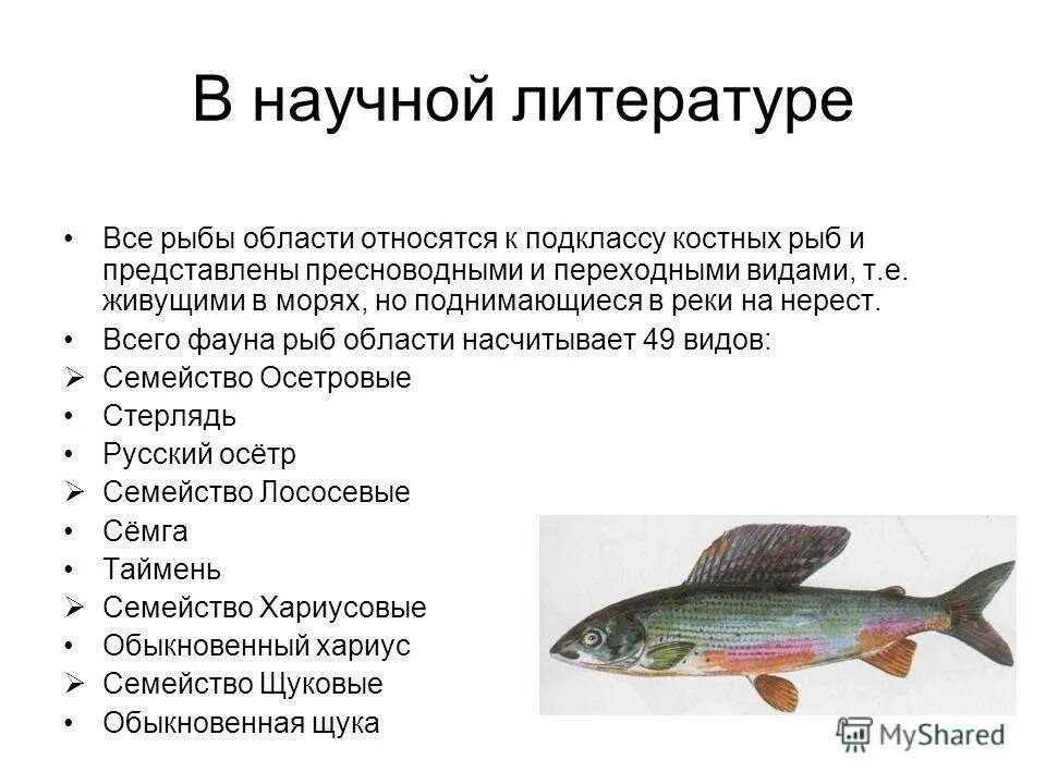 Рыбы которые разводят в прудах. Осетровая ферма косулино. Какую рыбу р. Какую рыбу р. Какую рыбу р.