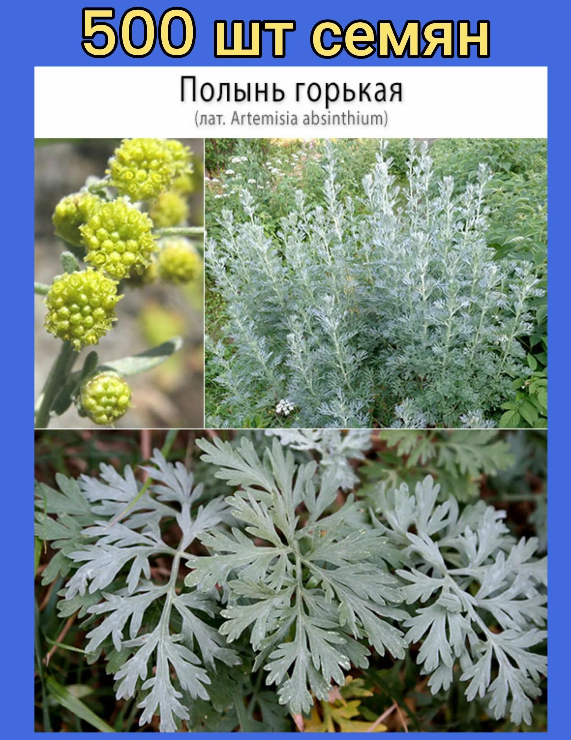 Лечебные свойства полыни