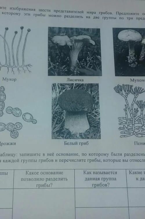 Какое основание позволило разделить грибы. Грибы ВПР. Основание разделения грибов. Группы разделения грибов.