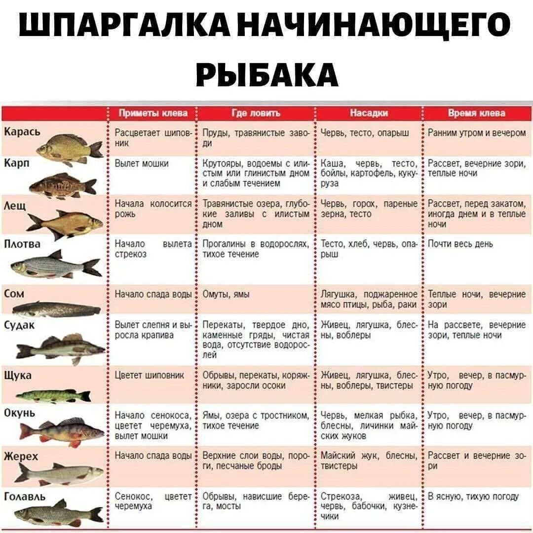 С какого числа ловлю щуки