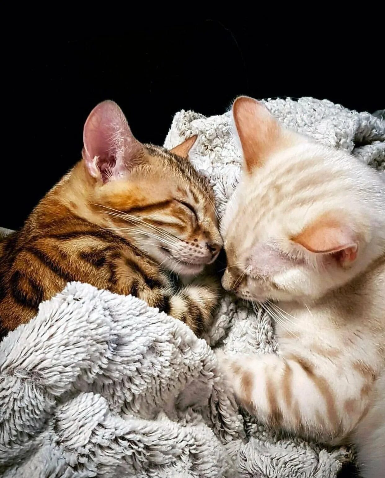 2 котика обнимаются. Котики обнимаются. котик обнимает. кошки в обнимку. кошки обнимашки.