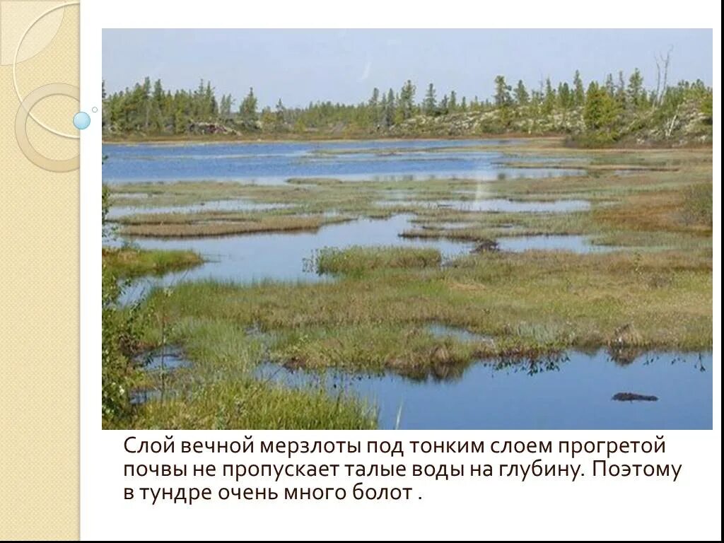 Низинные болота Западной Сибири. Низинные (эвтрофные) болота. Заболоченная Тундровая низменность Восточная Сибирь. Кошеляевское болото. Какая природная зона заболочена