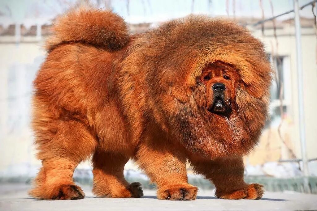 Самая большая собака название. Тибетский мастиф Хонг Донг. Мастиф тибетский мастиф. Тибетский мастиф гигантский исполин. Тибетский мастиф и волкодав.