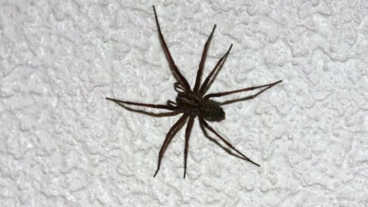 Черный паук хорошо. Мизгирь паук домашний черный. Большой черный паук в доме. Черный Арахнид паук. Паук обыкновенный квартирный.