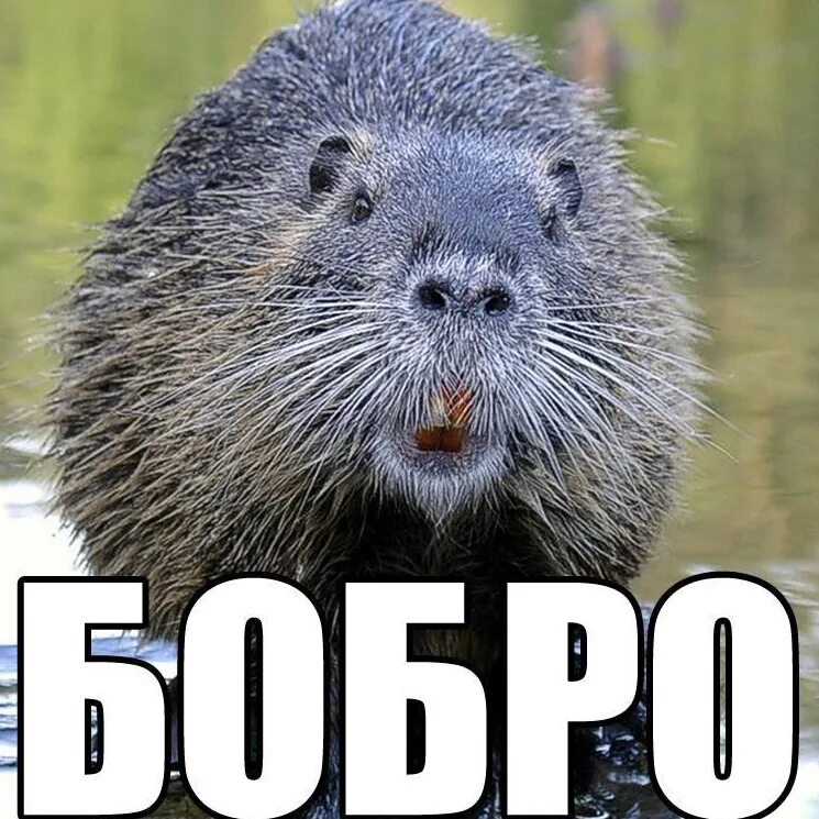 Мем бобры турбо. Бобер смешной. бобер мем. бобр мемы. бобры мемы.