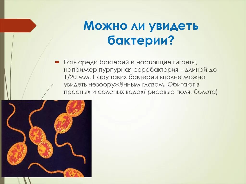 Большинство бактерий можно увидеть. Можно ли увидеть бактерии. Бактерии невооруженным глазом. Можно ли увидеть бактерии невооруженным глазом. Бактерии видимые невооруженным глазом.