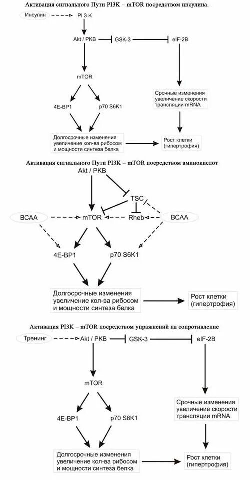 Механизмы мышечной гипертрофии. Факторы мышечной гипертрофии. Тренировка на гипертрофию. Физиологическая гипертрофия мышц. Программа на гипертрофию мышц.