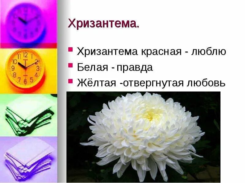 Что означает цвет хризантемы
