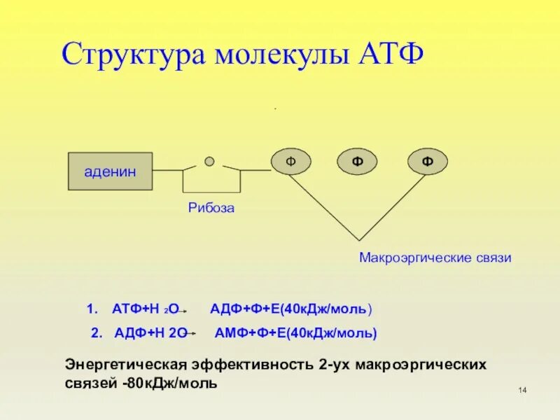 Атф это. Строение молекулы АТФ аденин. Схема строения АТФ. Структура молекулы АТФ. АТФ схема в биологии.