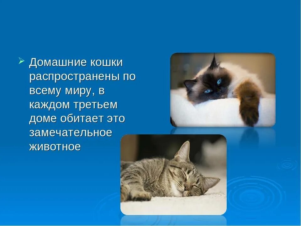 Кошка мурчит как трактор. Исследовательская работа почему кошка мурлычет. почему кошки мурчат. мурлыканье кошки. почему коты мурлыкают.