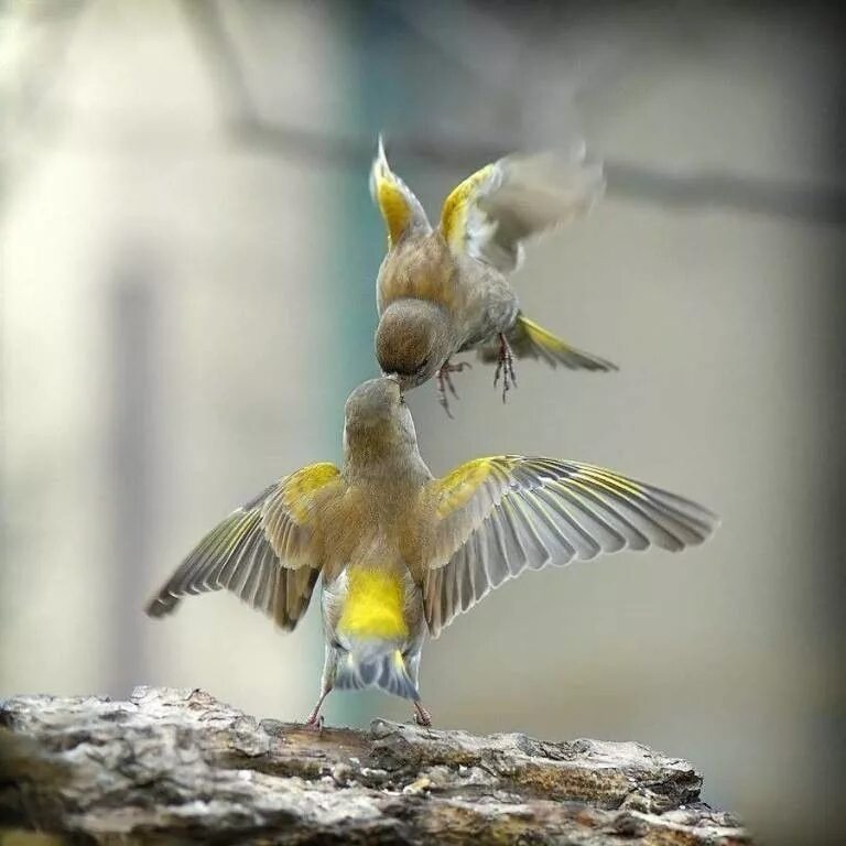 Птицы утром. Утро Весна птицы. Весна птицы любовь. Весна птички любовь. Поцелуй птиц.