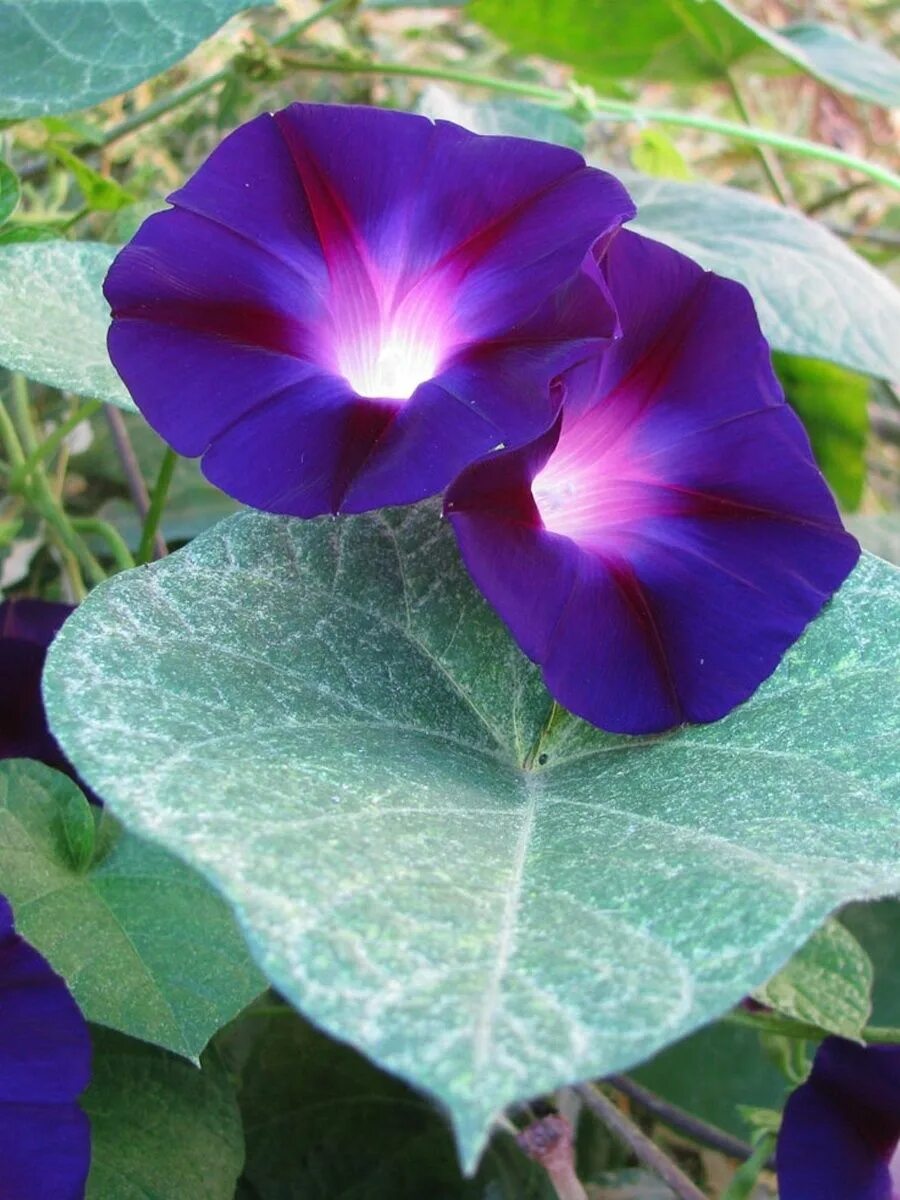 Как выглядит цветок ипомея трехцветный. Ипомея пурпурная. Ипомея Фарбитис. Цветы ипомея синяя звезда. Ипомея трехцветная Ipomoea Tricolor.