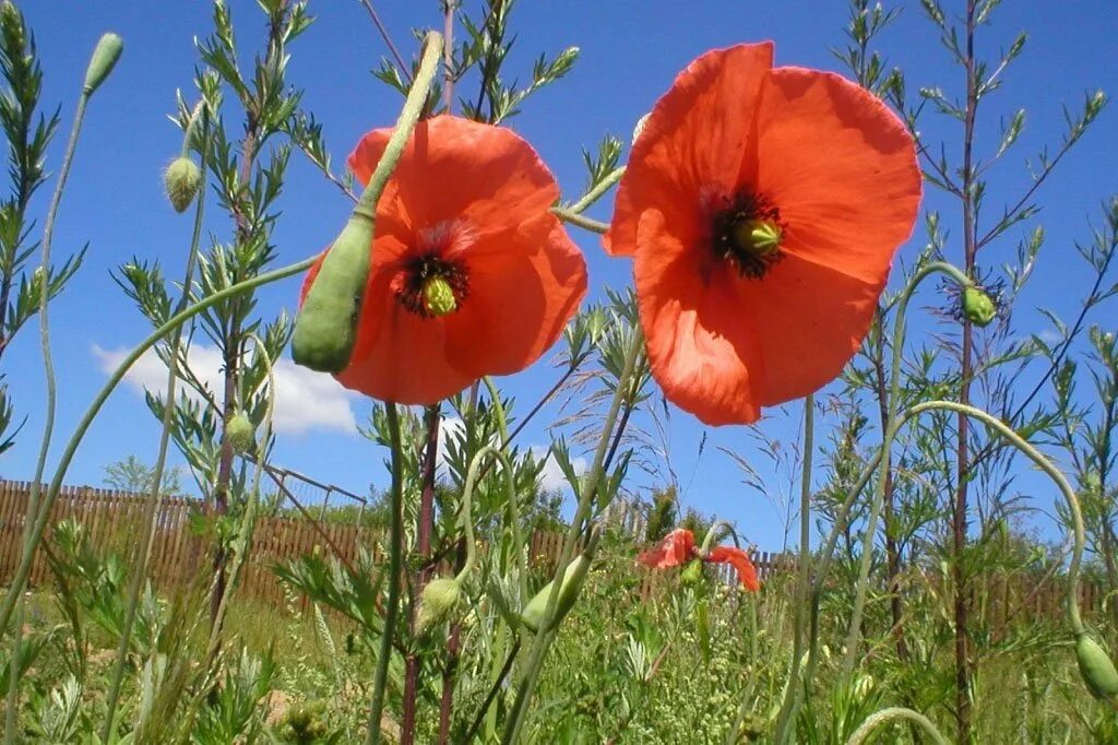 Free Images : nature, grass, field, meadow, flower, green, red, botany, garden, 