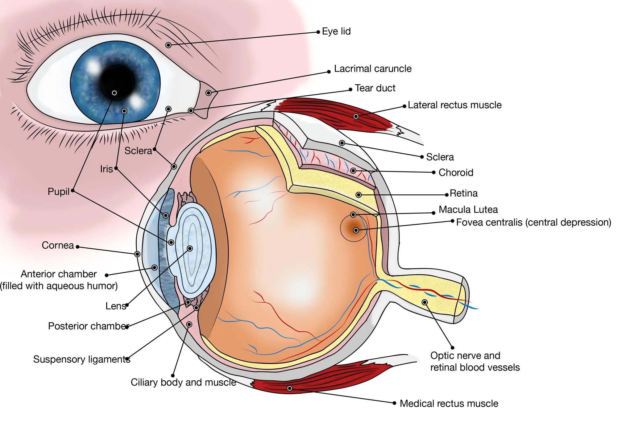 Глаз окружение. Внутреннее строение глаза. Анатомия глаза человека. Строение глаза анатомия. Части глаза анатомия.