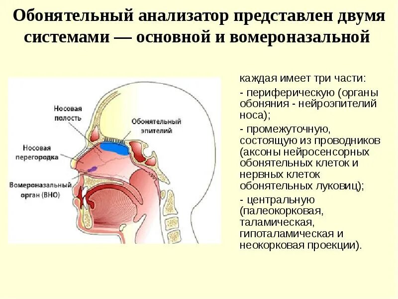 Обоняние строение и функции. Функции обонятельного анализатора физиология. обанятельныйанализатор строение и функции.