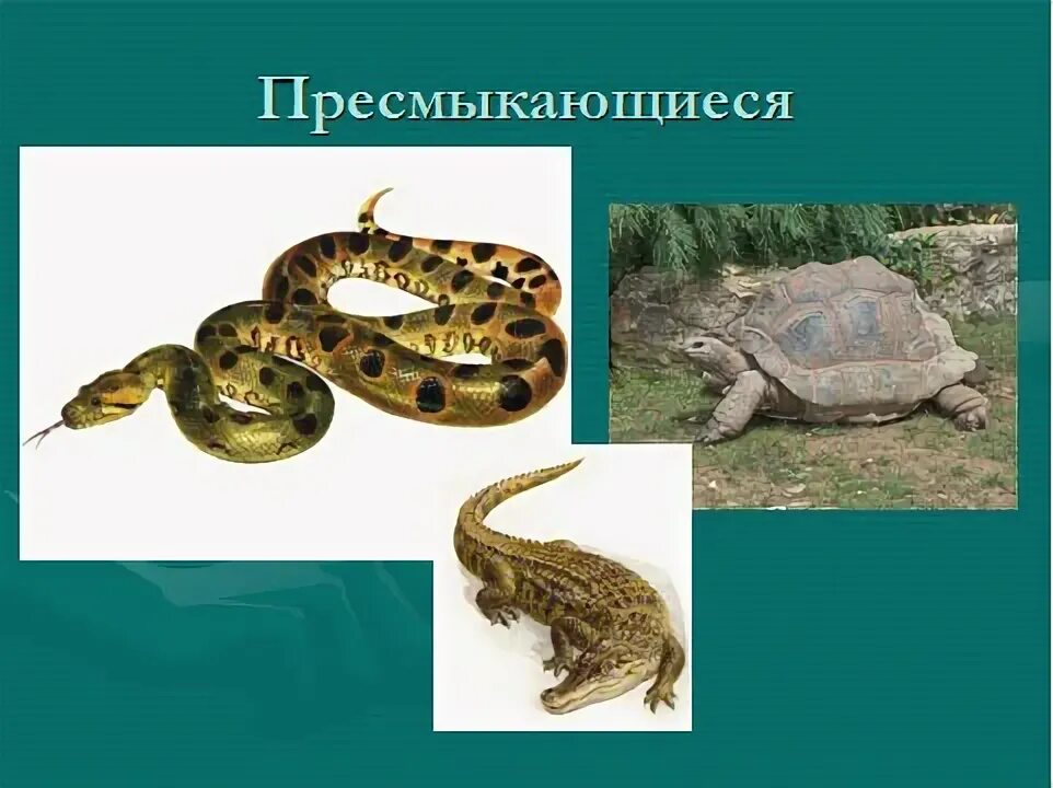 Пресмыкающиеся 3 буквы