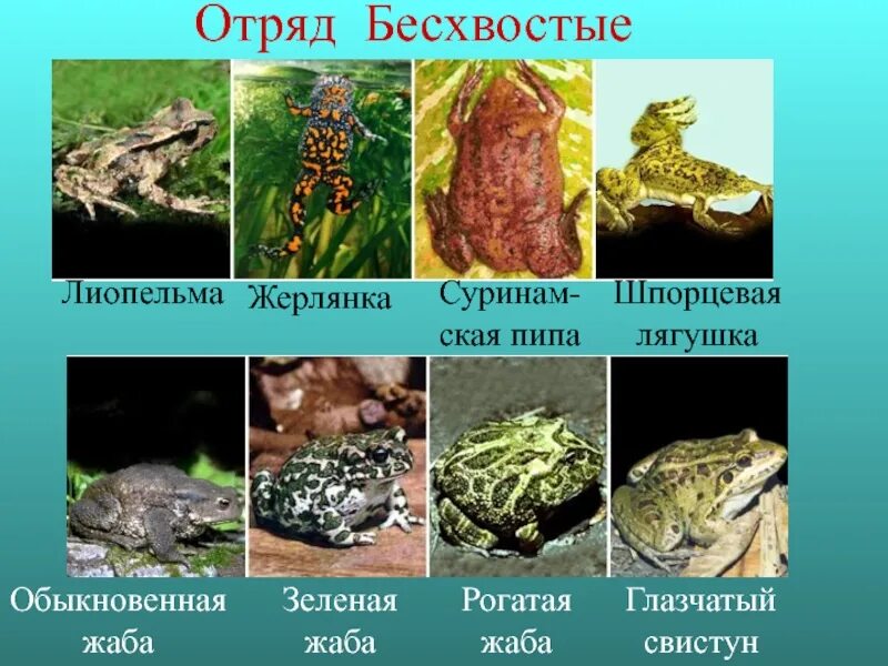 Сообщение на тему многообразие земноводных