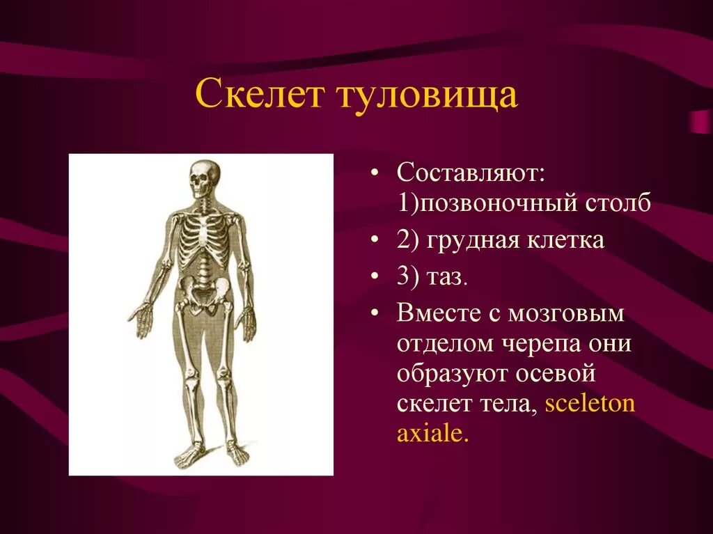Скелет туловища. К скелету туловища относятся. Скелет туловища составляет. Структуры составляющие скелет туловища.