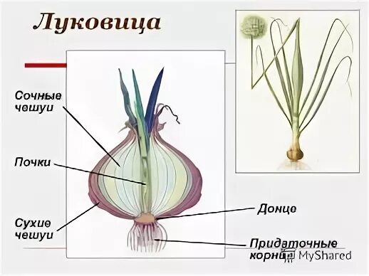 Какие корни от стебля донца у луковицы. Строение луковицы. Луковица в разрезе. Чешуи луковицы. Донце луковицы.