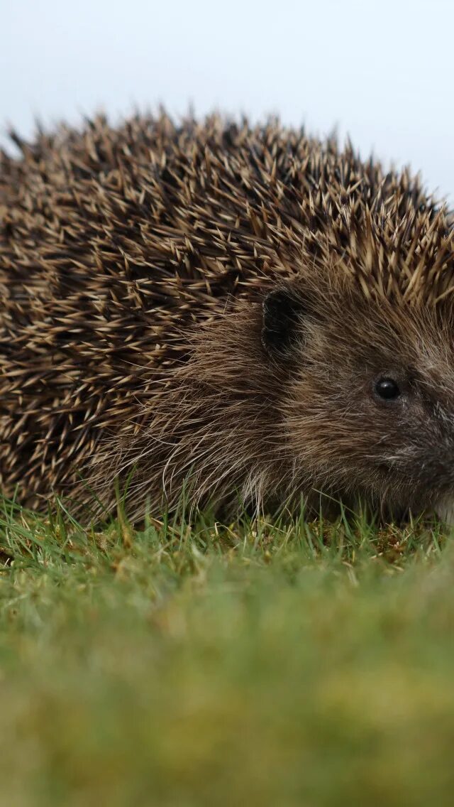 Riccio ёжик. Любимый ежик. Голобрюхий ёж. Почему ежики колючие. Ушастый ёж гнездо.