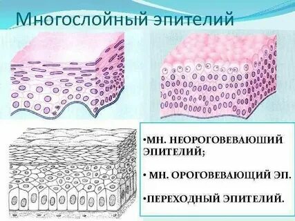 Функции кубического эпителия