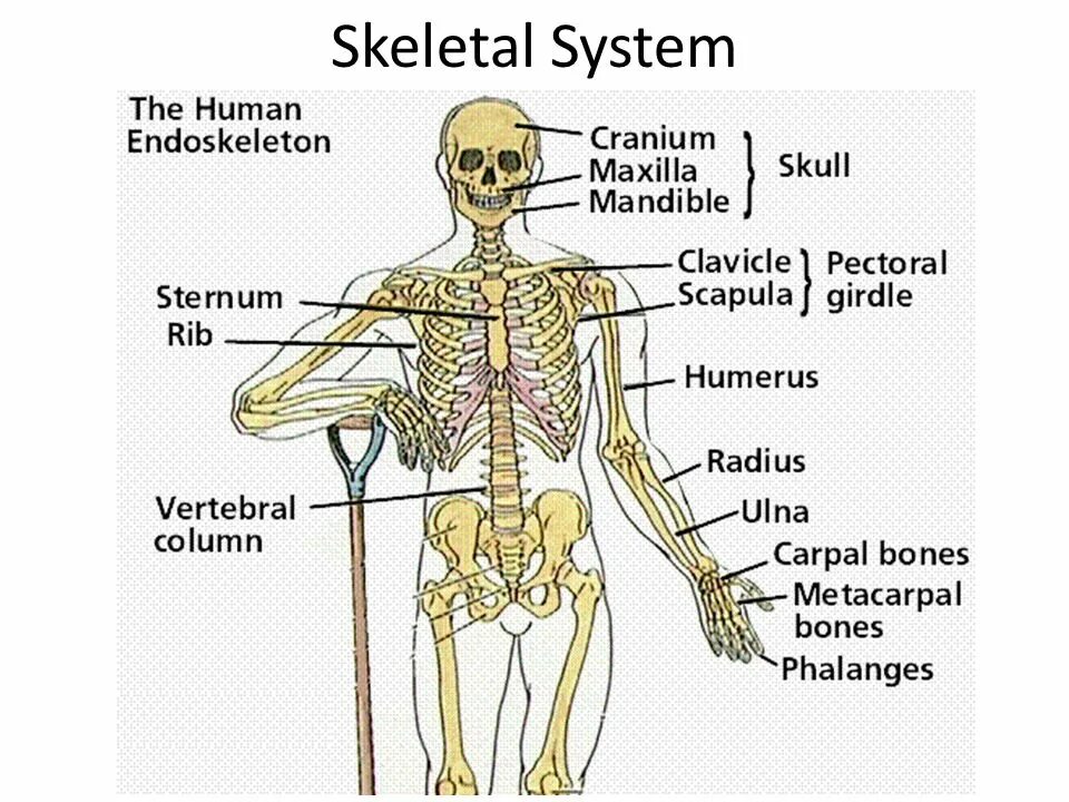 The skeleton is composed of bones. Скелет человека на латинском языке. skeleton латынь. костная система человека анатомия на латыни. скелетон на латыни.